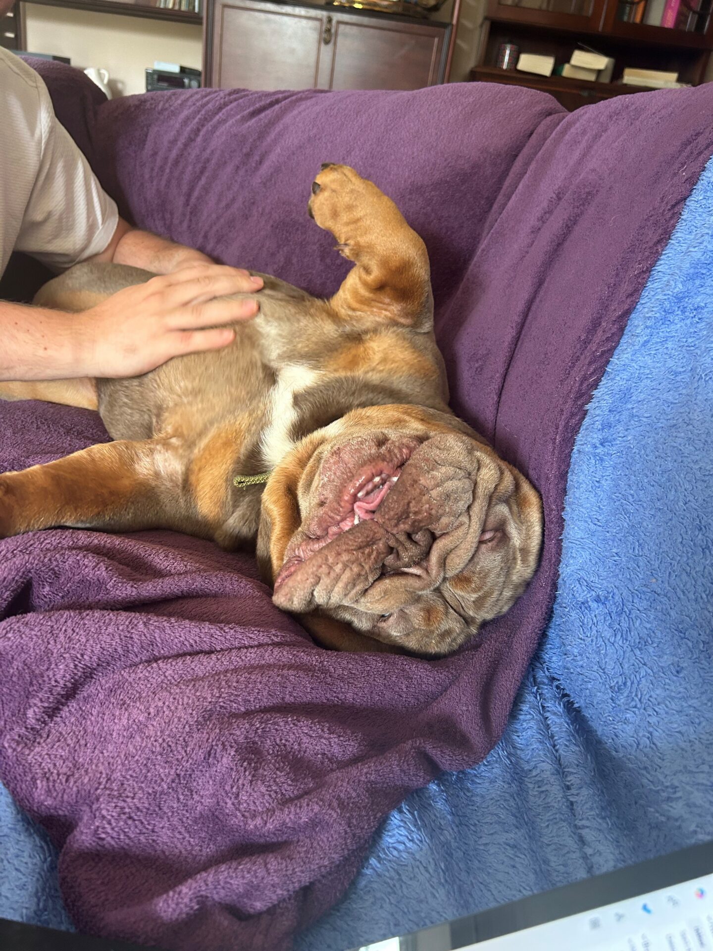 A brown Bulldog lies on its back on a purple blanket, eyes closed and mouth relaxed, enjoying a tummy rub from a person whose hand is visible. The cosy scene captures the Bulldog’s peaceful contentment.