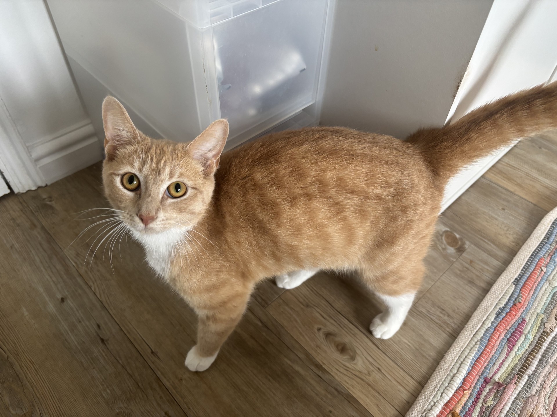 A ginger and white cat with yellow eyes stands on a wooden floor, looking up. There’s a plastic storage container and a colourful striped rug nearby.