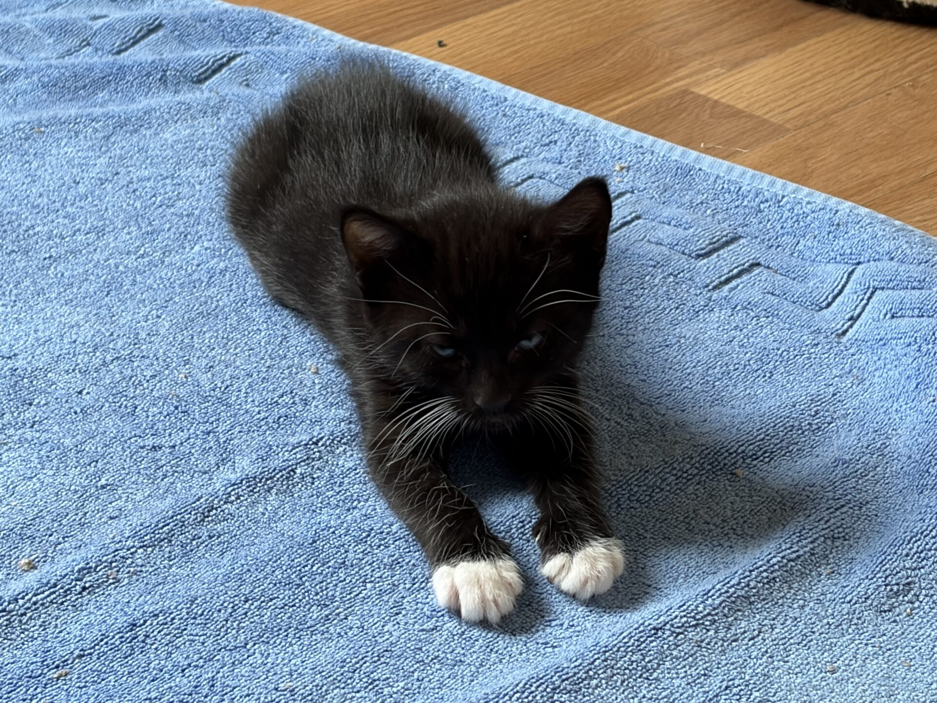 A small black kitten with white paws and a white chin stretches forward on a light blue textured mat, resting on a wooden floor.