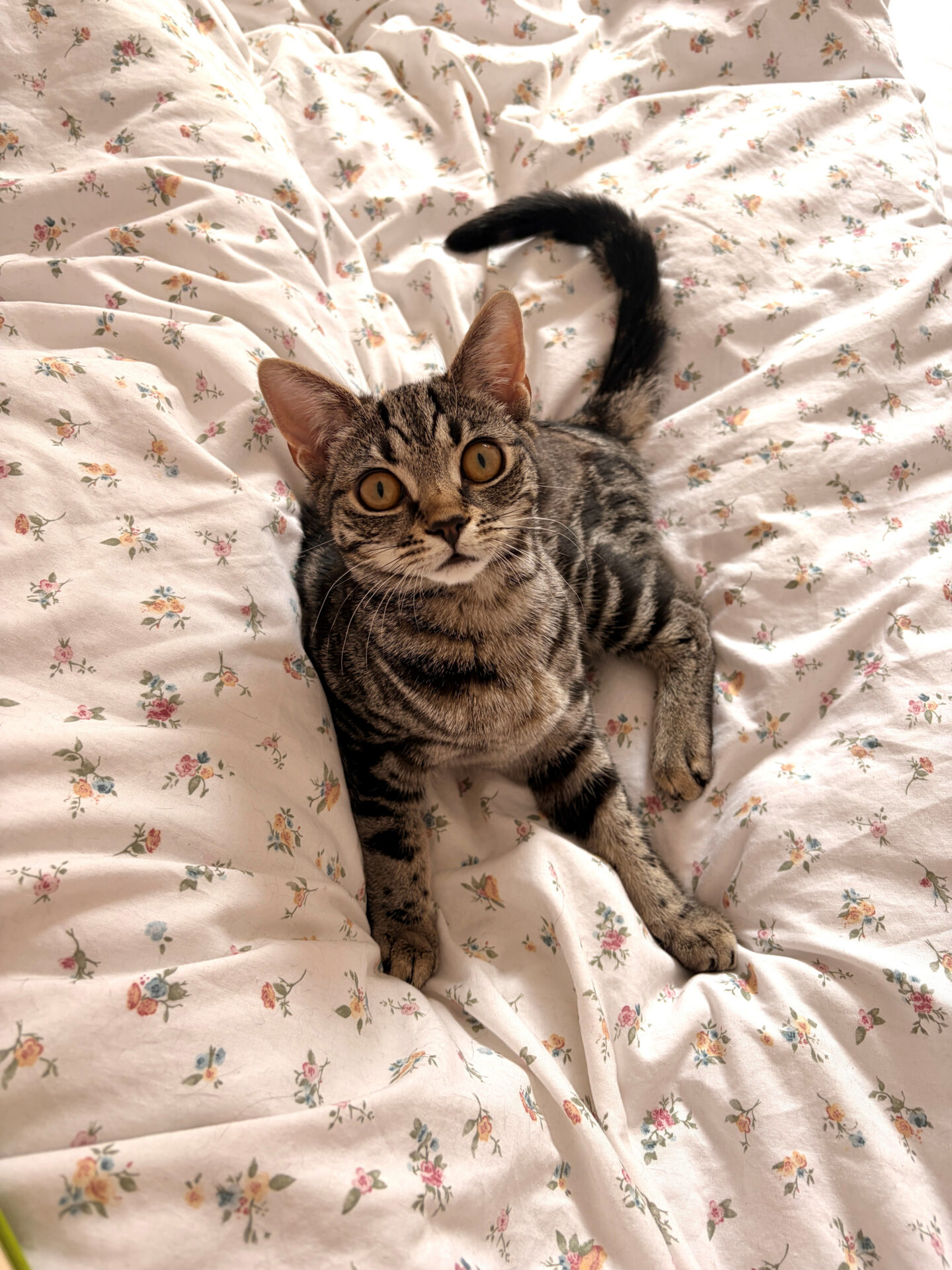 A tabby cat with wide eyes lies on a white, floral-patterned blanket, looking up at the camera.