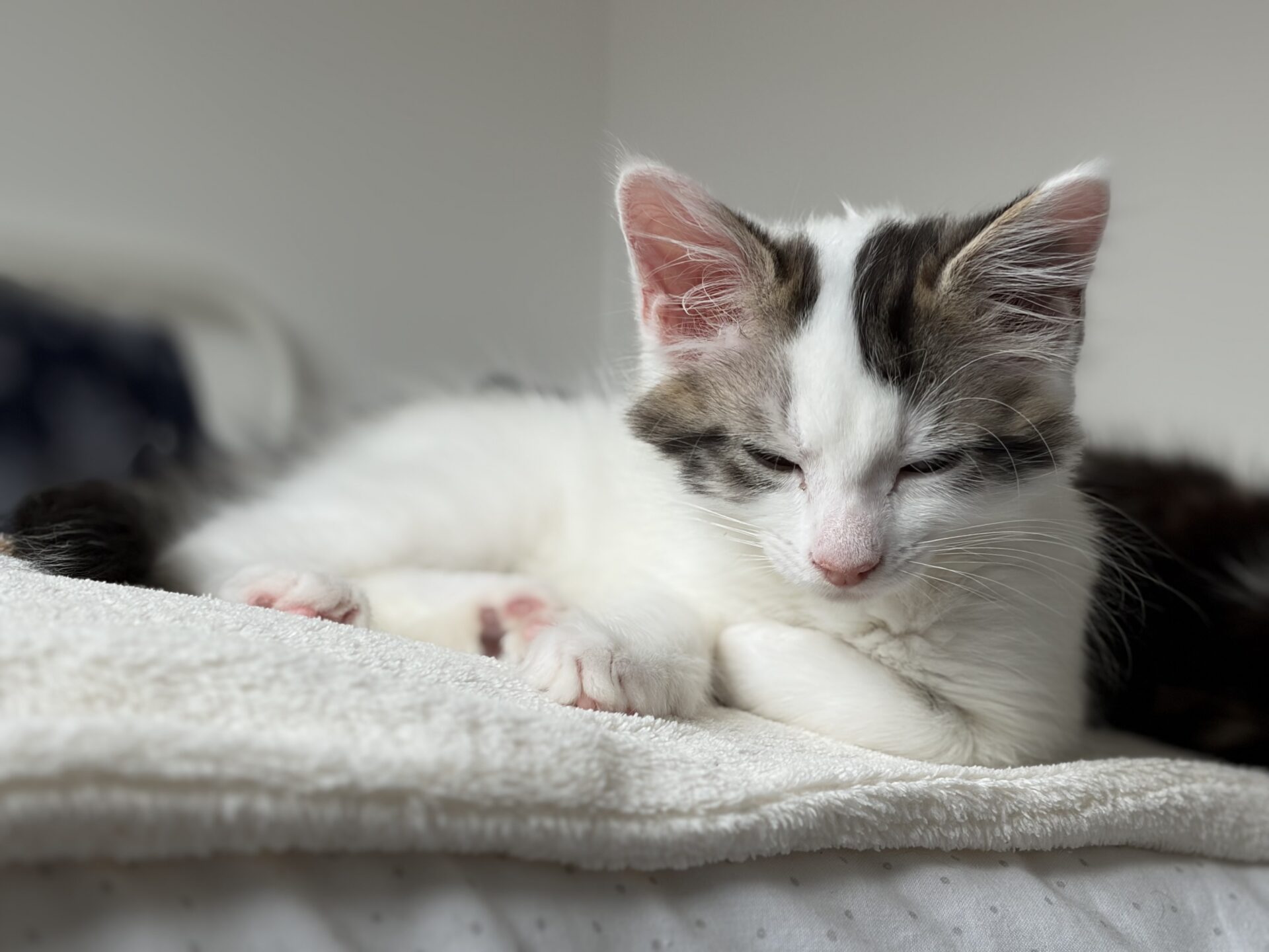 A white kitten with brown and black markings is lying on a soft, light blanket, eyes half-closed and looking relaxed, with natural light coming from the left side.