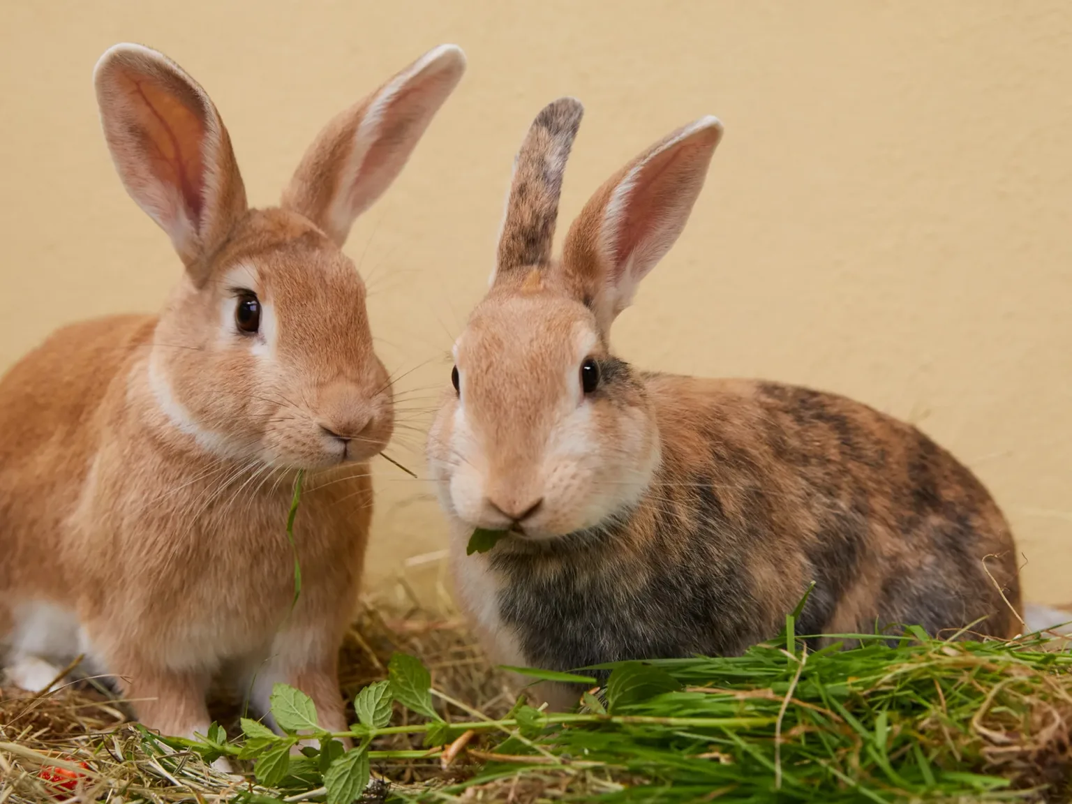 Two rabbits sit close together on hay, eating fresh green grass and leaves, against a light yellow background. One rabbit has light brown fur, and the other has a mix of brown and black fur.