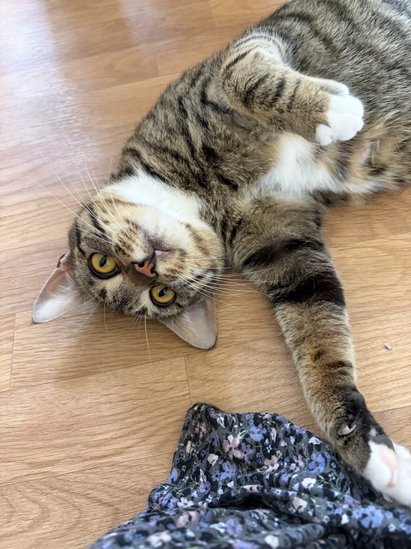 A tabby cat with yellow eyes lies on its side on a wooden floor, looking up at the camera with one paw outstretched. Part of a floral-patterned fabric is visible in the corner.