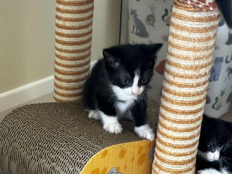 A black and white kitten stands on a scratching post platform, looking down. Another kitten is partially visible on the right. The background shows a wall with cat illustrations.