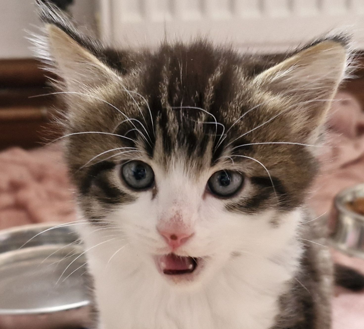 A close-up of a fluffy kitten with blue eyes and a mix of brown, black, and white fur, looking up with its mouth slightly open as if miaowing.