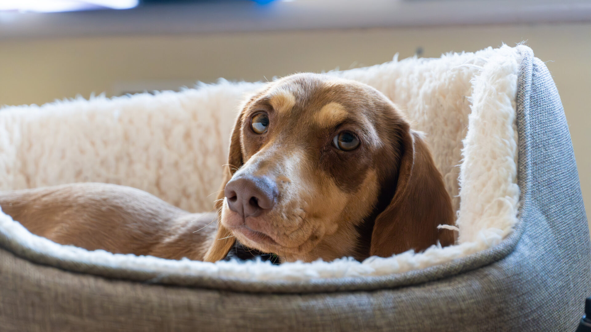 A brown dog with sad eyes rests comfortably in a plush, light-coloured pet bed, looking up towards the camera in a softly lit room.
