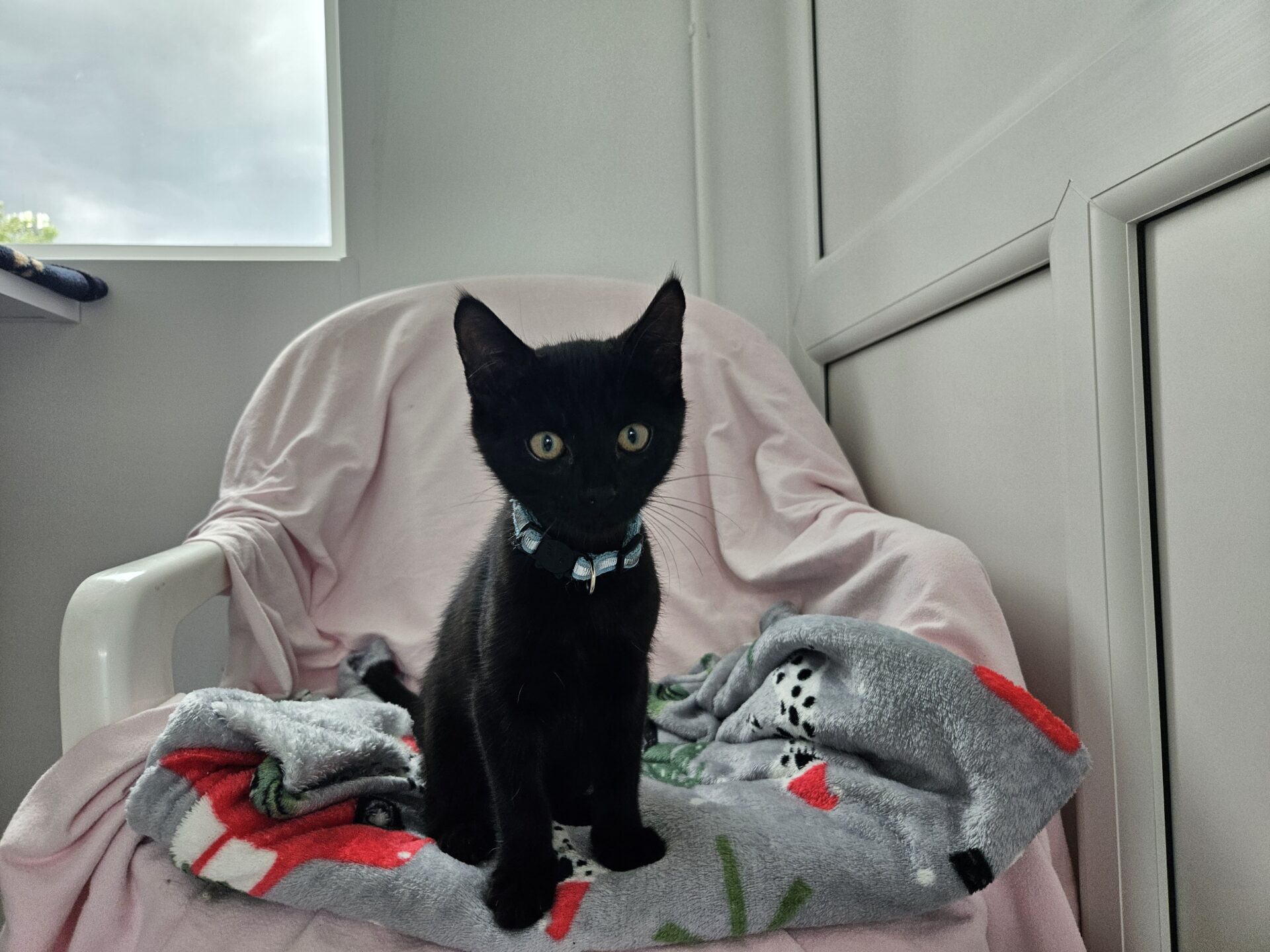 A small black kitten with a light blue collar sits on a patterned blanket draped over a white chair, with a pale pink cover, near a window letting in natural light.