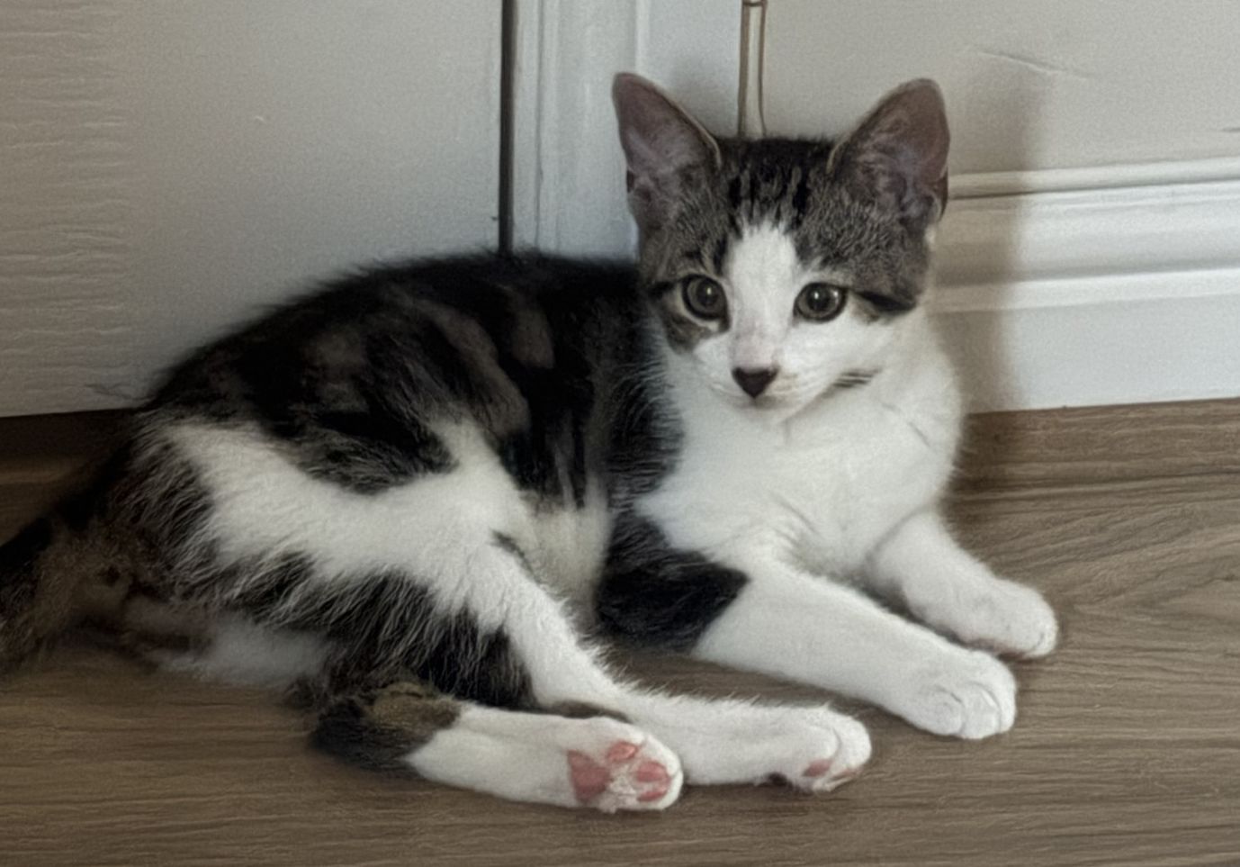 A young black and white kitten with large eyes lies on a wooden floor, resting near a white wall and door. Its front paws are stretched out and its ears are pricked up.