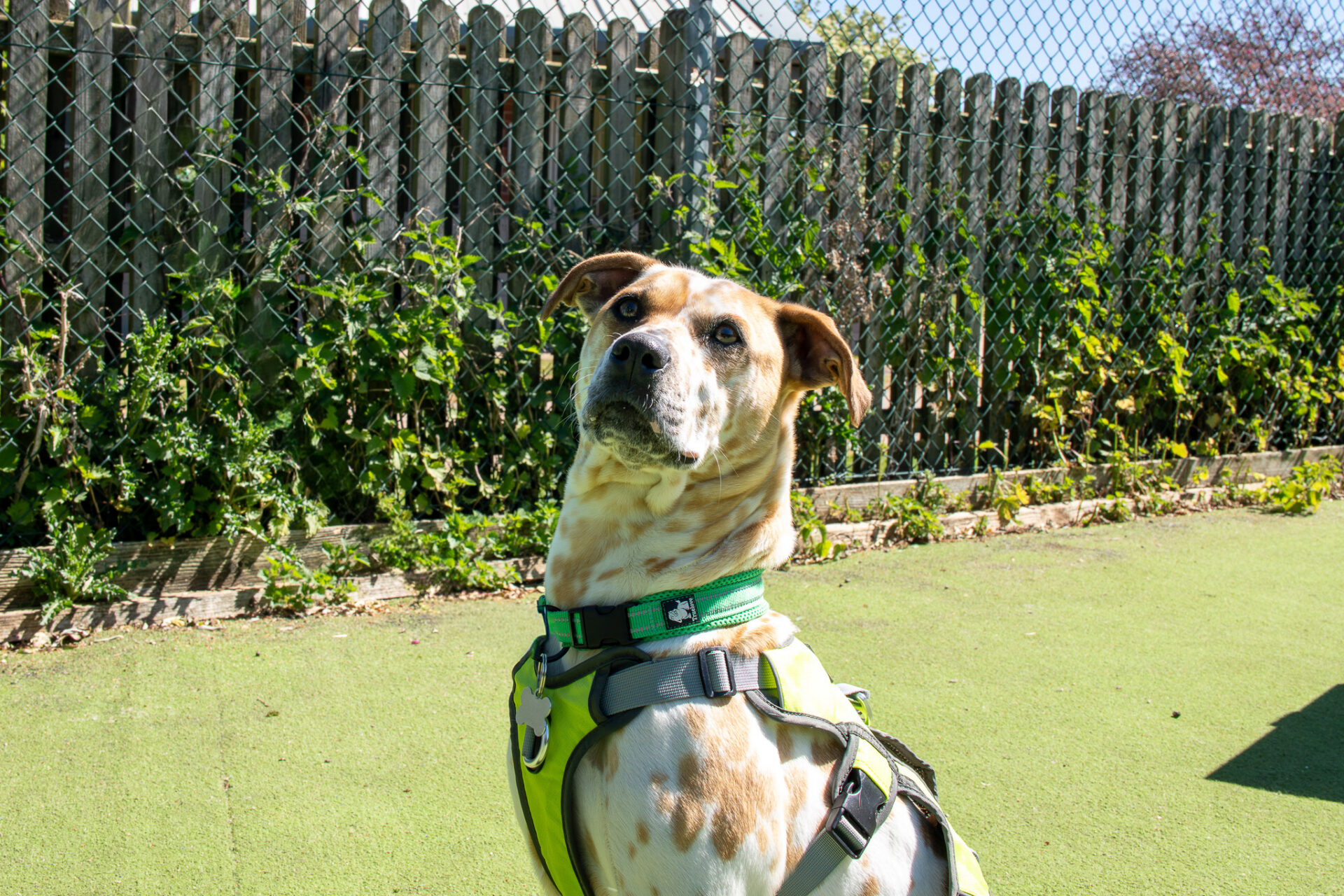 A tan and white dog wearing a green harness sits alertly on a sunny patch of artificial grass, with a chain-link fence and plants in the background.