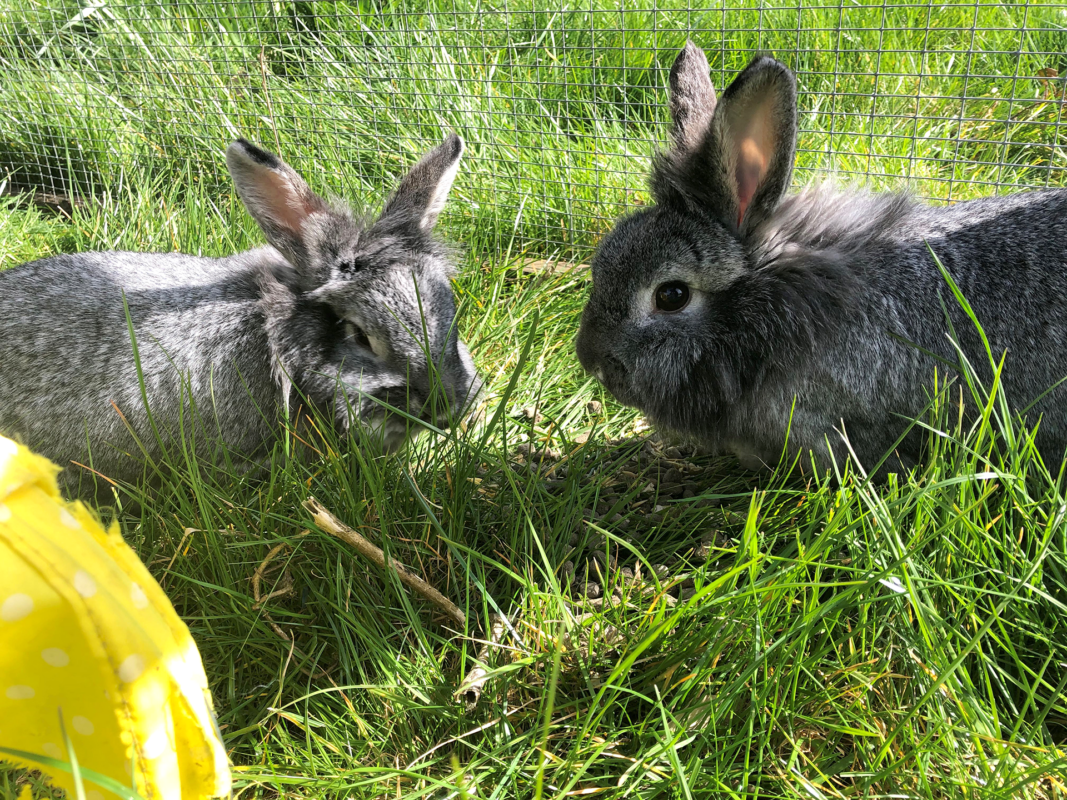Two fluffy grey rabbits sit facing each other on green grass in a sunlit outdoor enclosure. A yellow object with white dots is partially visible in the lower left corner.