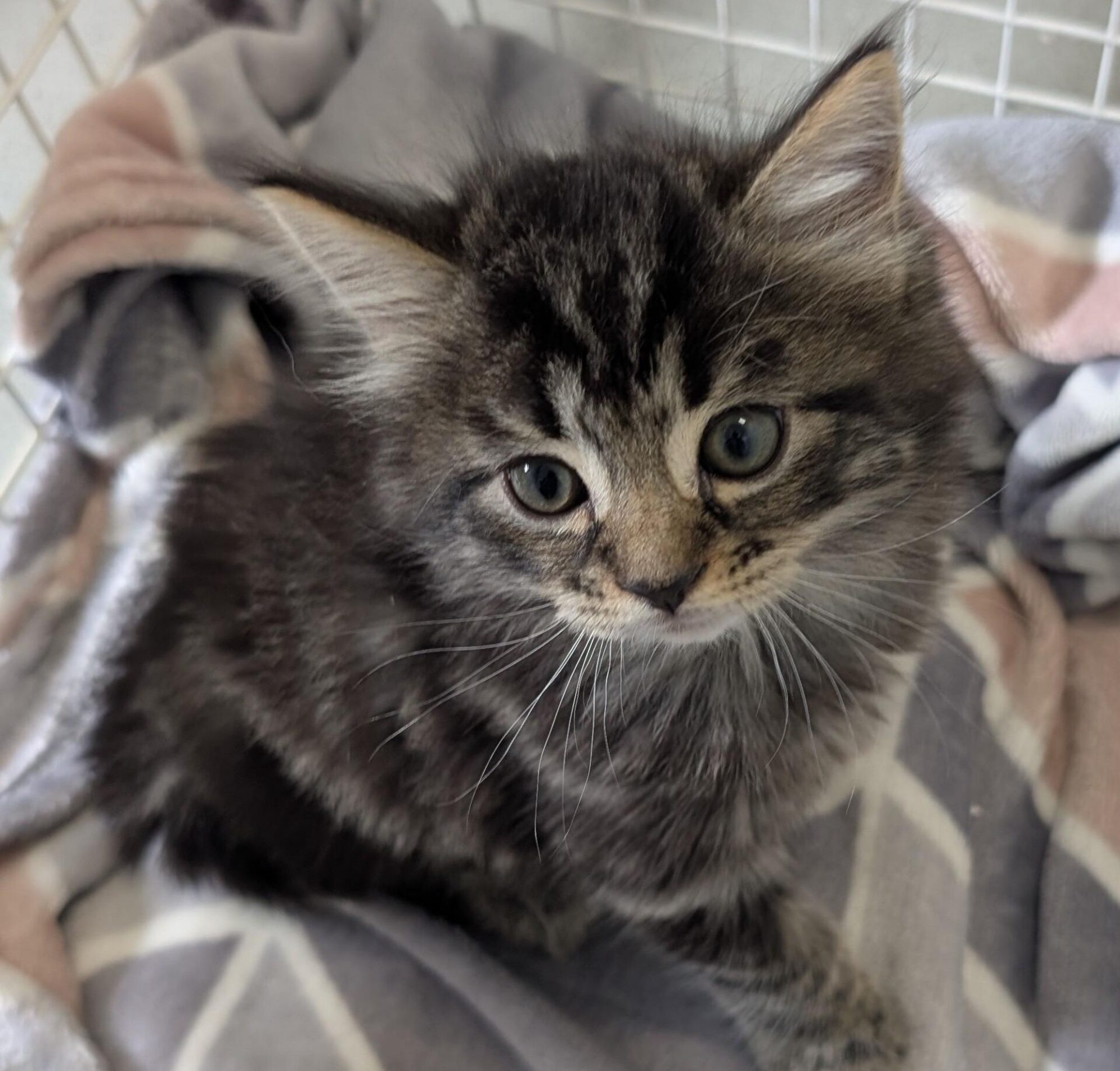 A fluffy grey and black tabby kitten sits on a soft, patterned blanket, looking up with wide, curious eyes.