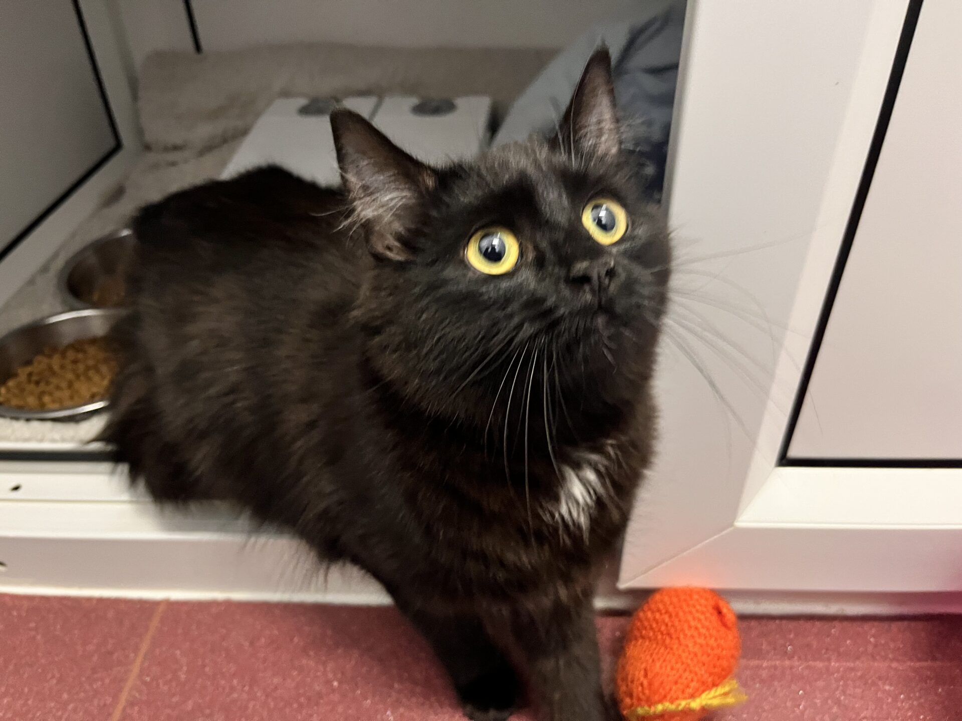 A black cat with yellow eyes and a small white patch on its chest looks up while standing near a food bowl and an orange knitted toy on the floor.