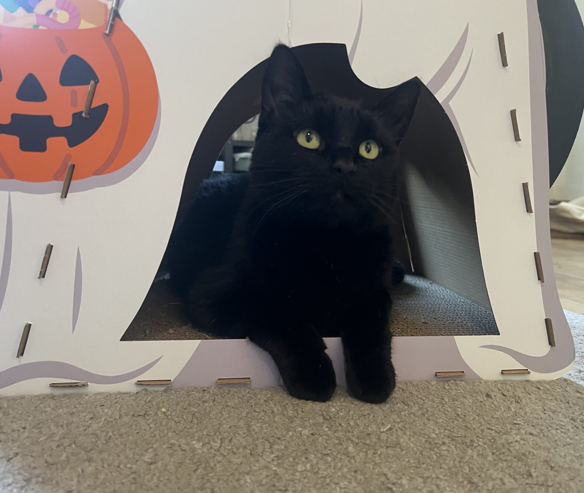 A black cat with green eyes lies inside a white cardboard house with a pumpkin decoration on it.