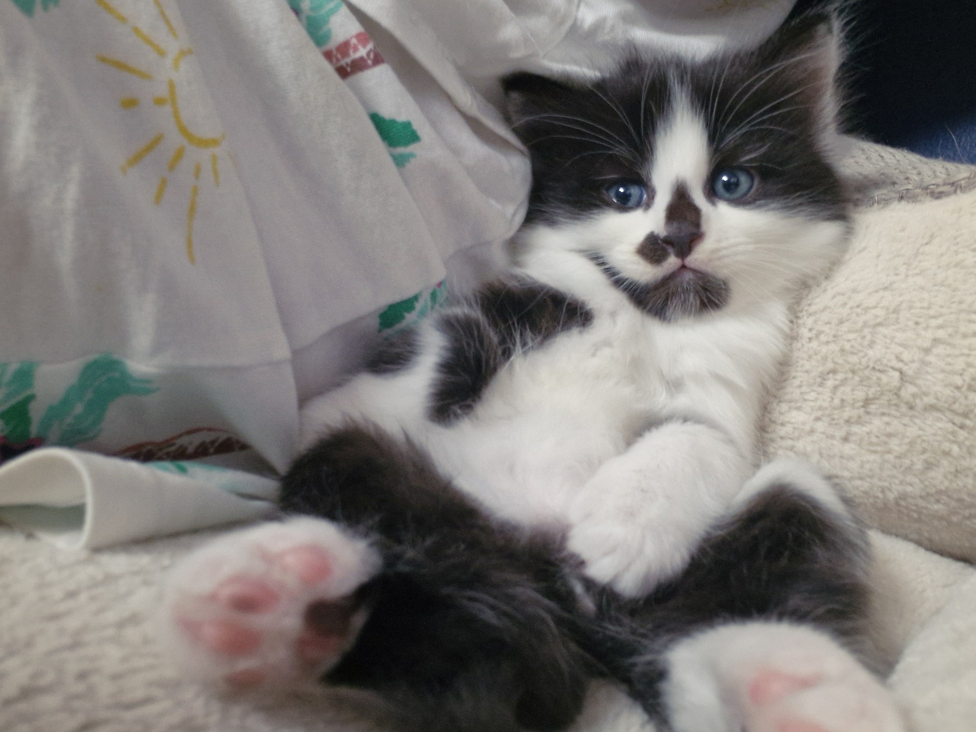 A fluffy black and white kitten with blue eyes lies on its back on a soft blanket, next to a white cloth with sun and green patterns. The kitten’s pink paws are visible and it looks relaxed.