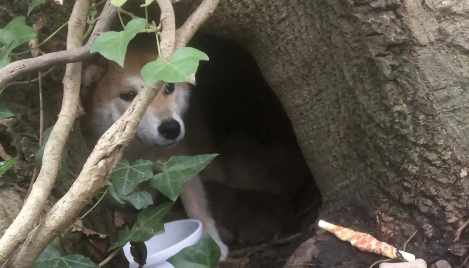 A brown and white dog sits inside a hollow tree trunk, partially hidden by leaves and branches. A white bowl and a chew stick are on the ground near the entrance.