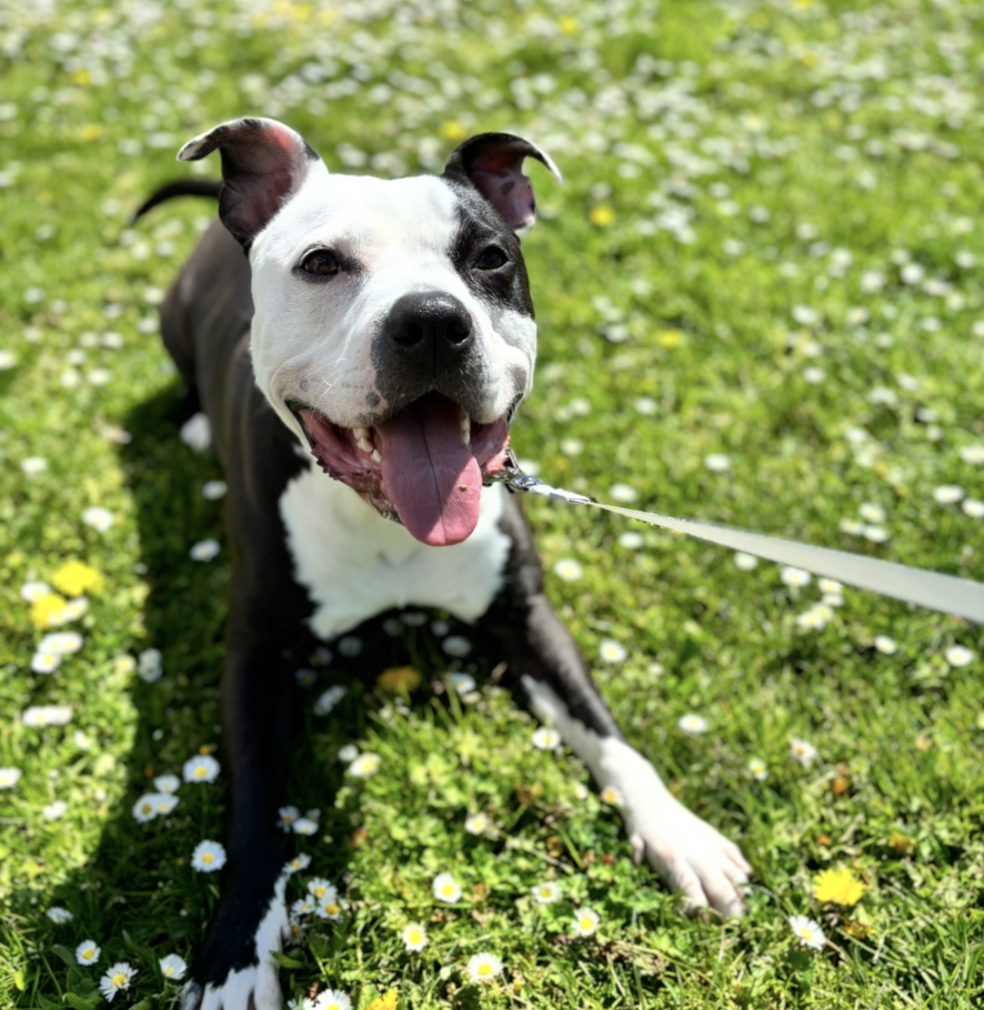 A happy black and white Staffordshire Bull Terrier with its tongue out lies on grass covered with small white and yellow flowers, enjoying a sunny day while on a lead.