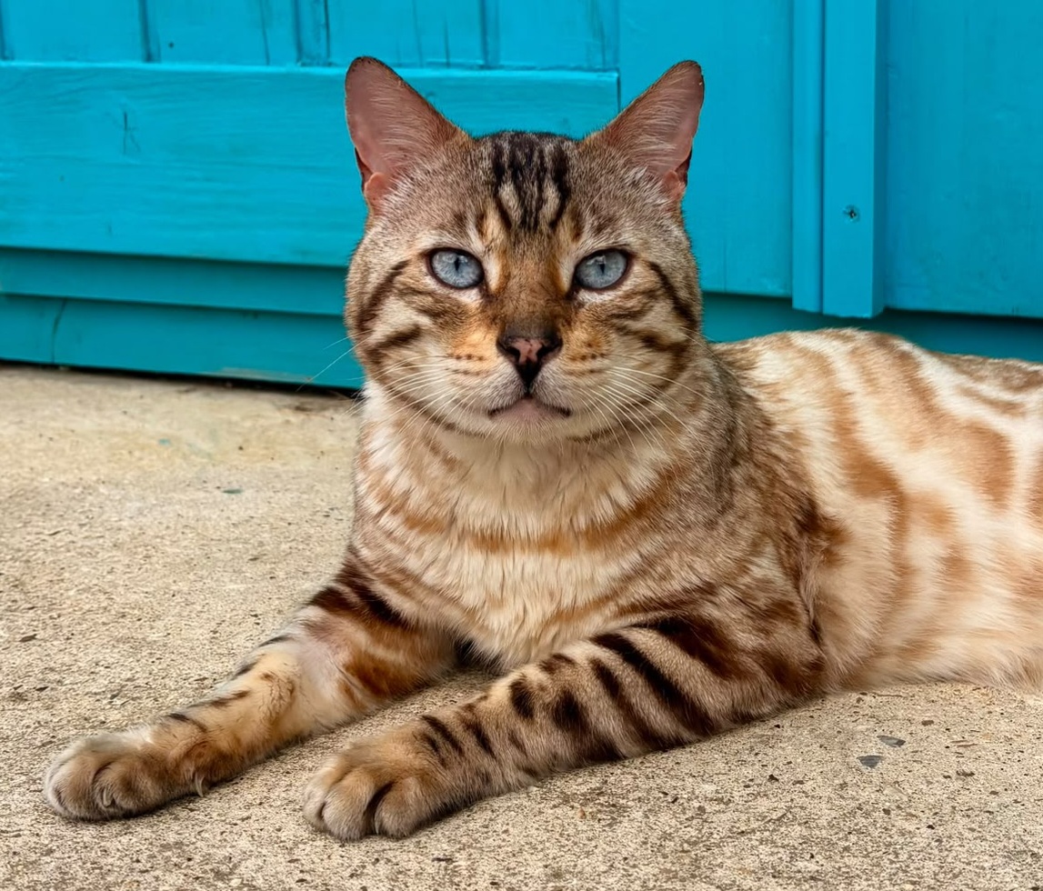 A brown tabby cat with blue eyes lies on concrete in front of a bright blue wooden door, looking directly at the camera.