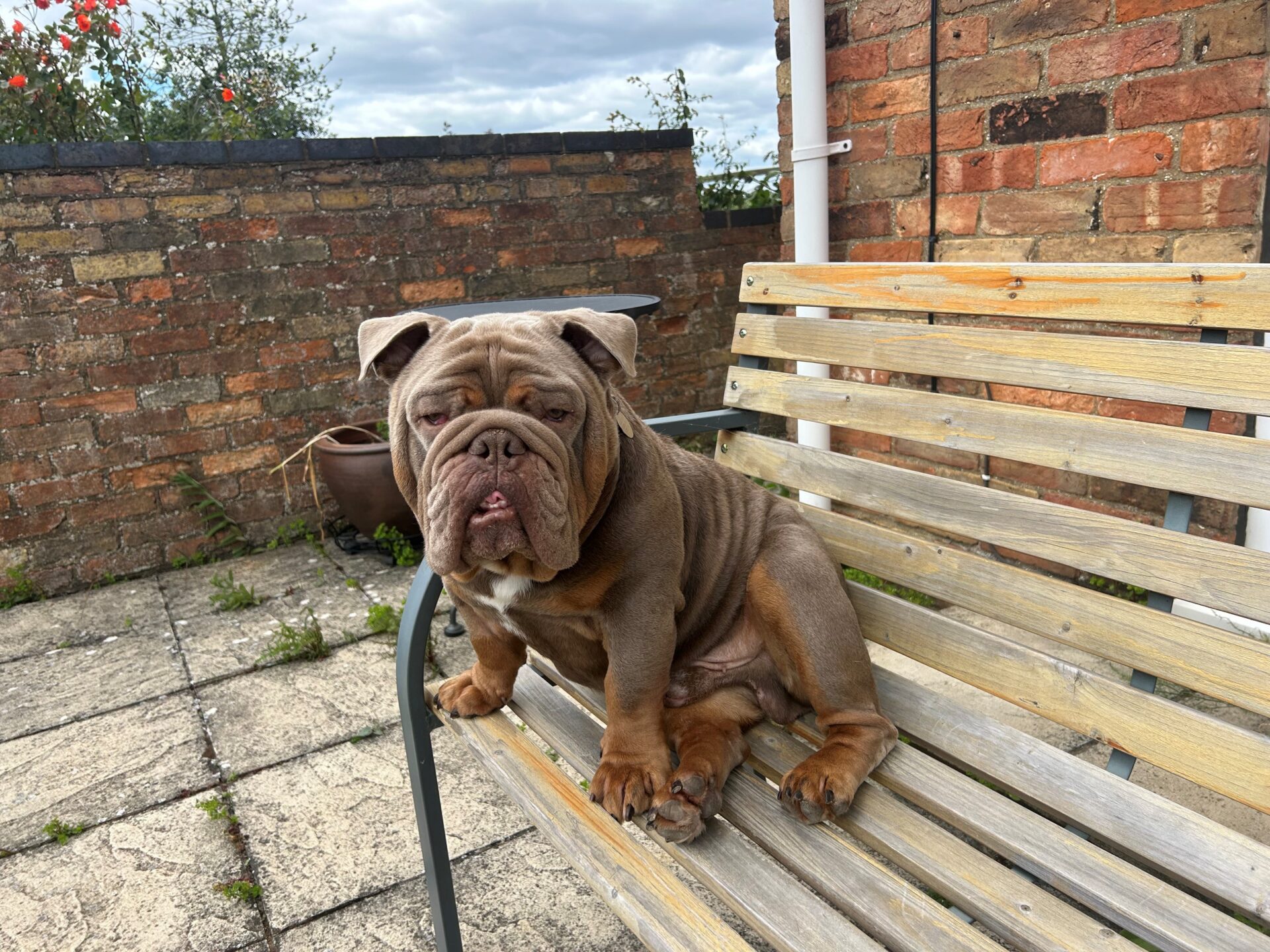 A brown Bulldog with loose skin sits on a wooden bench in a patio area surrounded by brick walls, potted plants, and a cloudy sky in the background.