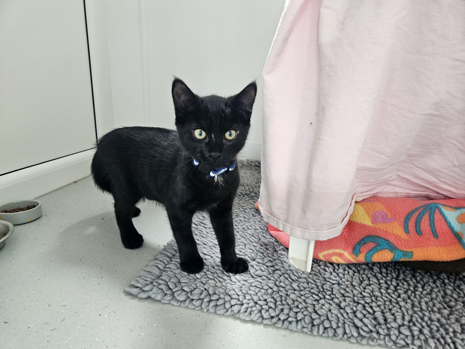 A small black kitten with a blue collar stands on a grey rug next to a pink blanket and colourful towel, looking up with bright green eyes. Food bowls are visible on the floor nearby.