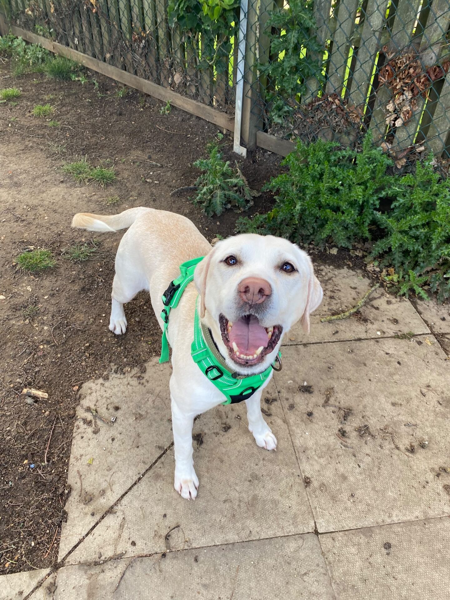 A happy yellow Labrador named Will stands on a tiled and soil area outdoors, wearing a bright green harness and looking up with its mouth open as if smiling. Green plants and a wooden fence add charm to the scene.