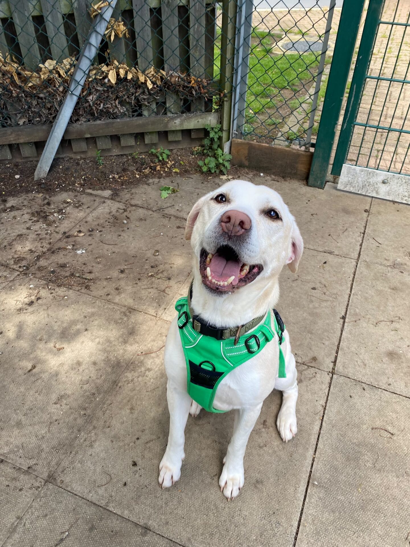 A happy white Labrador named Will, wearing a bright green harness, sits on a paved area looking up with its mouth open as if smiling. A metal fence and some greenery form the background.
