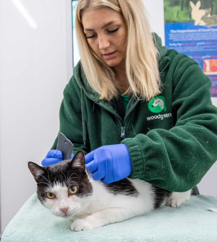 A woman in a green Woodgreen jacket uses a scanner on a black and white cat lying on a towel, likely checking its microchip. She wears blue gloves and works in a brightly lit room.