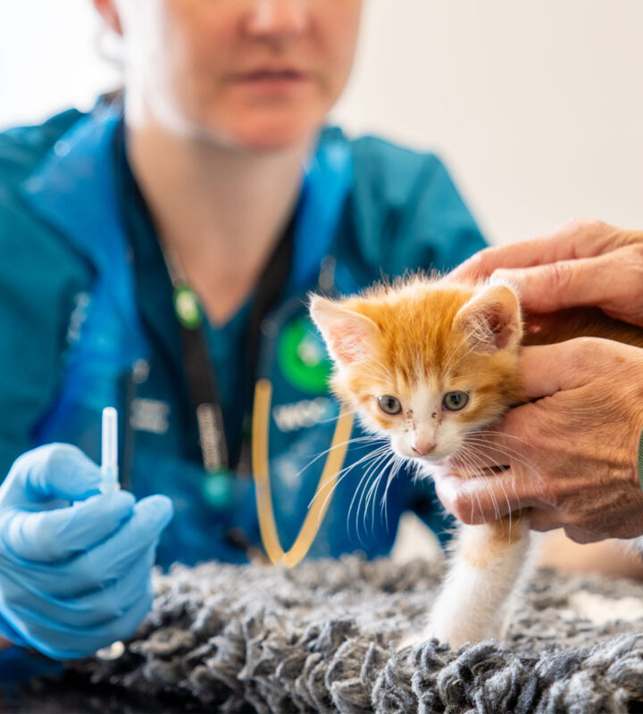 A vet in blue gloves prepares to give a small orange and white kitten an injection, while another person gently holds the kitten on a textured surface.