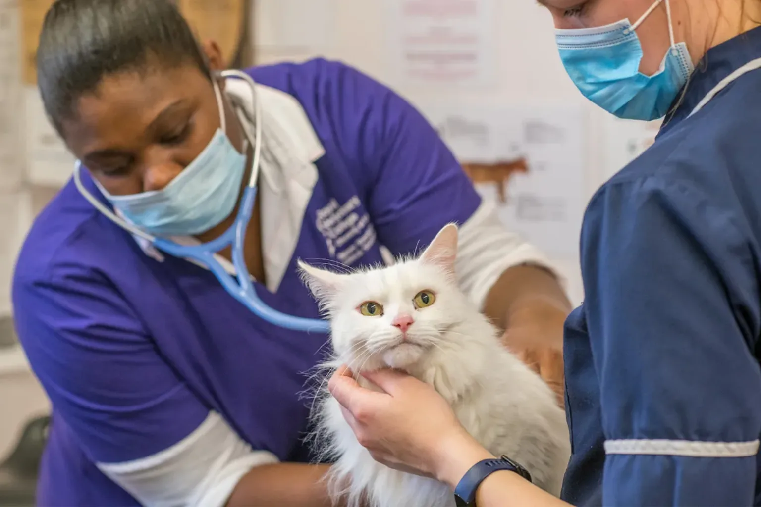 Two vets wearing masks examine a fluffy white cat, using a stethoscope while gently holding the animal in a clinical setting.