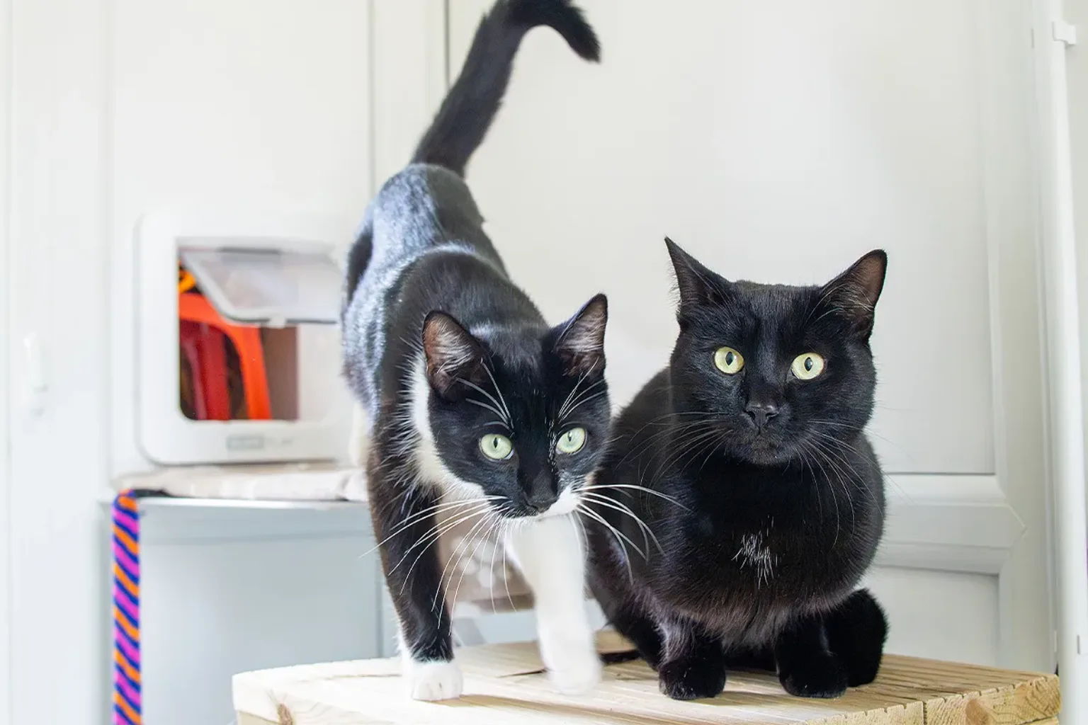 Two cats, one black-and-white and one solid black, are sitting on a wooden surface indoors, looking alert and curious towards the camera.