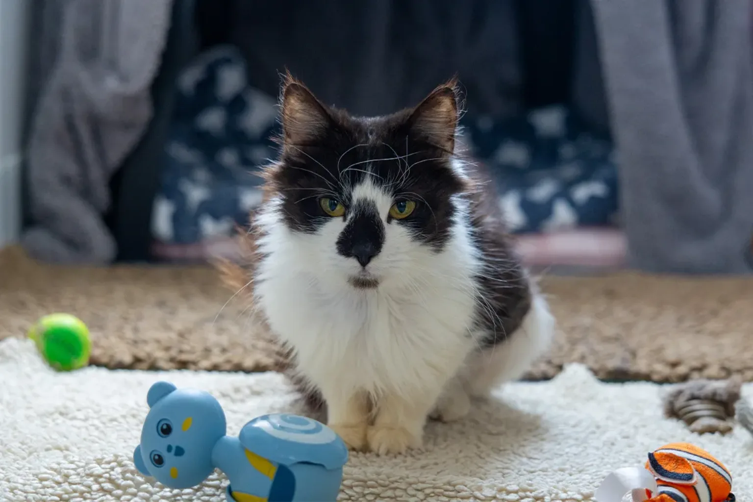 A fluffy black and white cat sits on a beige carpet surrounded by colourful toys, including a blue bear and a green ball, with a cosy blanket in the background.