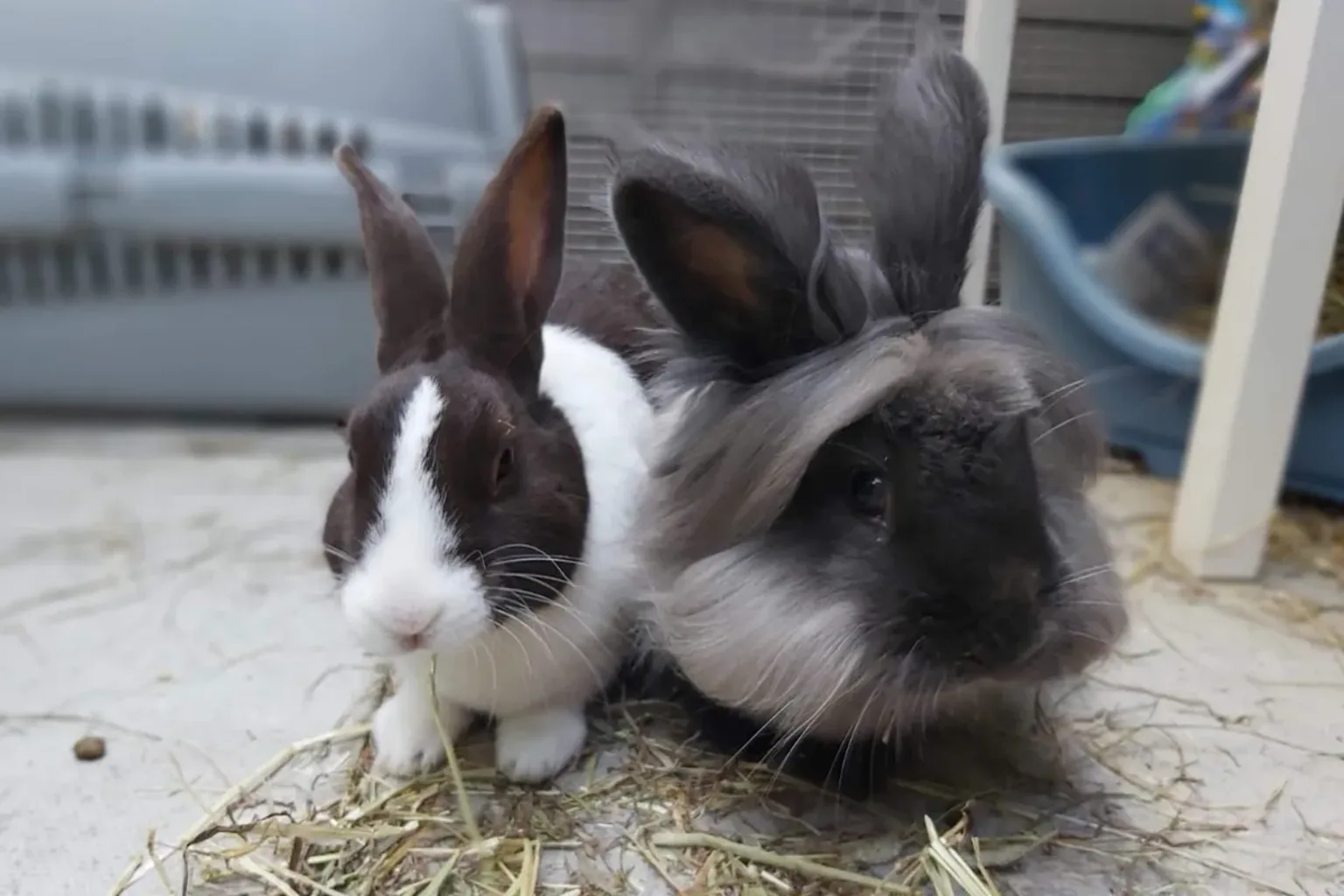 Two rabbits sit on hay; one is black and white with upright ears, the other is grey and black with long, fluffy fur. A blue litter tray and cage bars are visible in the background.