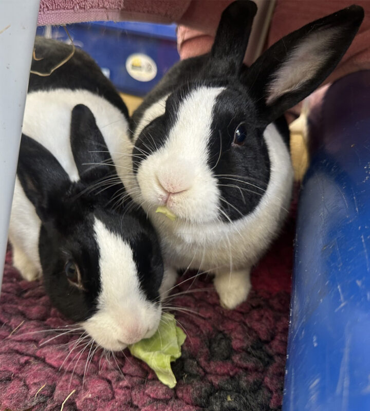 Two dutch black and white rabbits sit close together on a maroon mat, nibbling on leafy greens. One rabbit looks at the camera whilst the other focuses on eating.