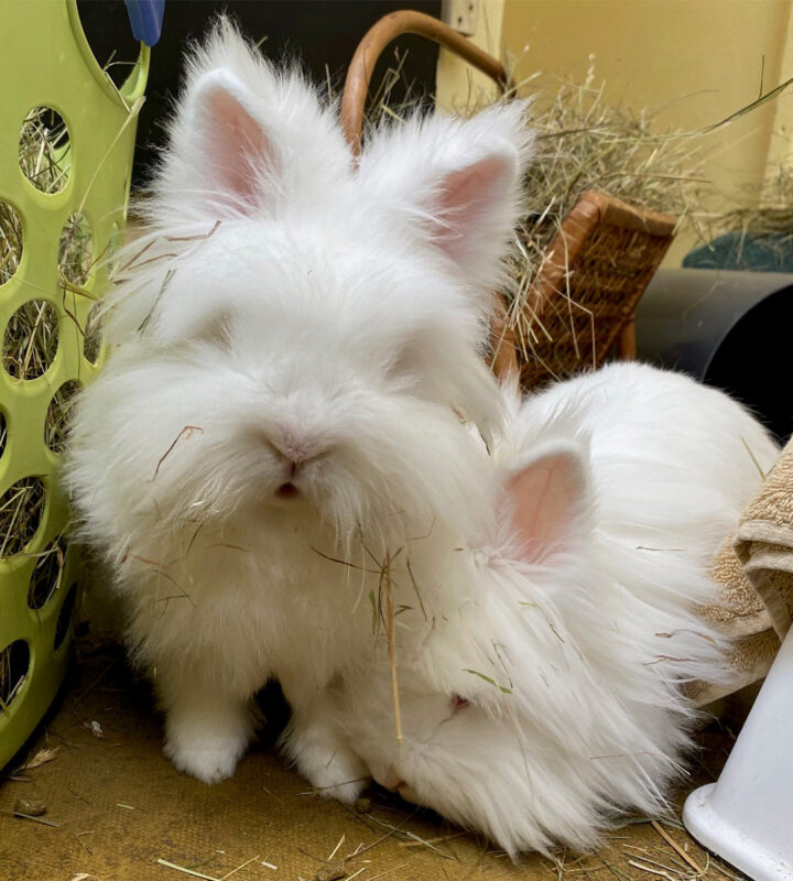 Two fluffy white English Angora rabbits with long fur sit close together on a surface covered in hay. One rabbit has hay on its face, and a green plastic basket is visible on the left side.