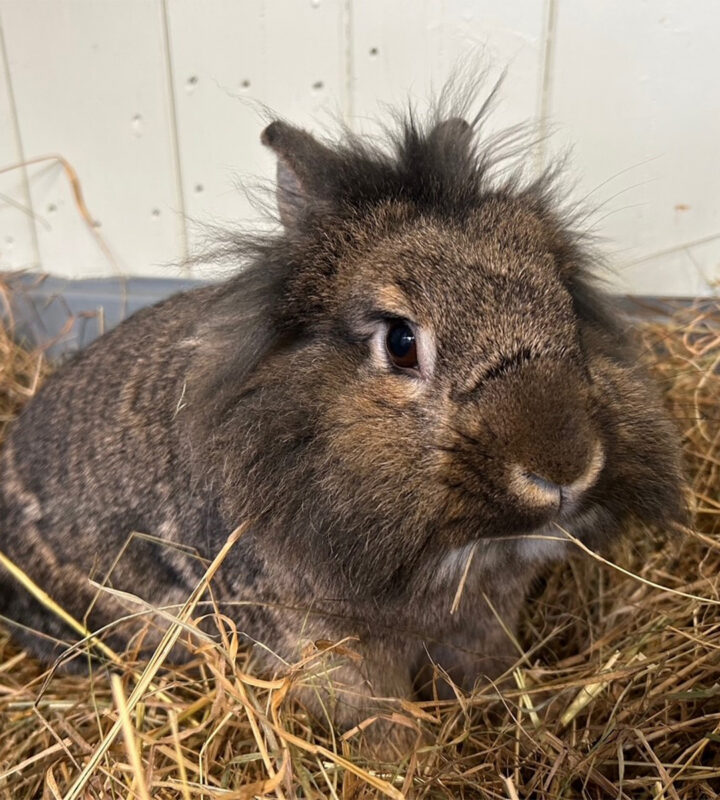 A fluffy brown lionhead rabbit with mane-like fur around its head sits in a pile of hay, looking slightly to the side. A light-coloured wooden wall is visible in the background.