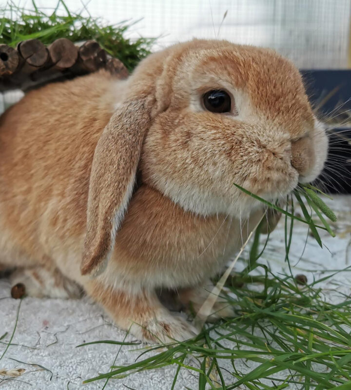 A brown mini lop rabbit with floppy ears munches on fresh green grass, sitting on a light surface with a small wooden tunnel behind it.