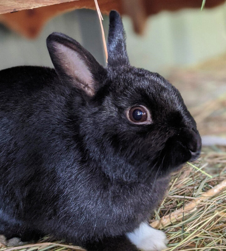 A black Netherland Dwarf rabbit with a white paw sits on hay, looking alert with one ear upright.