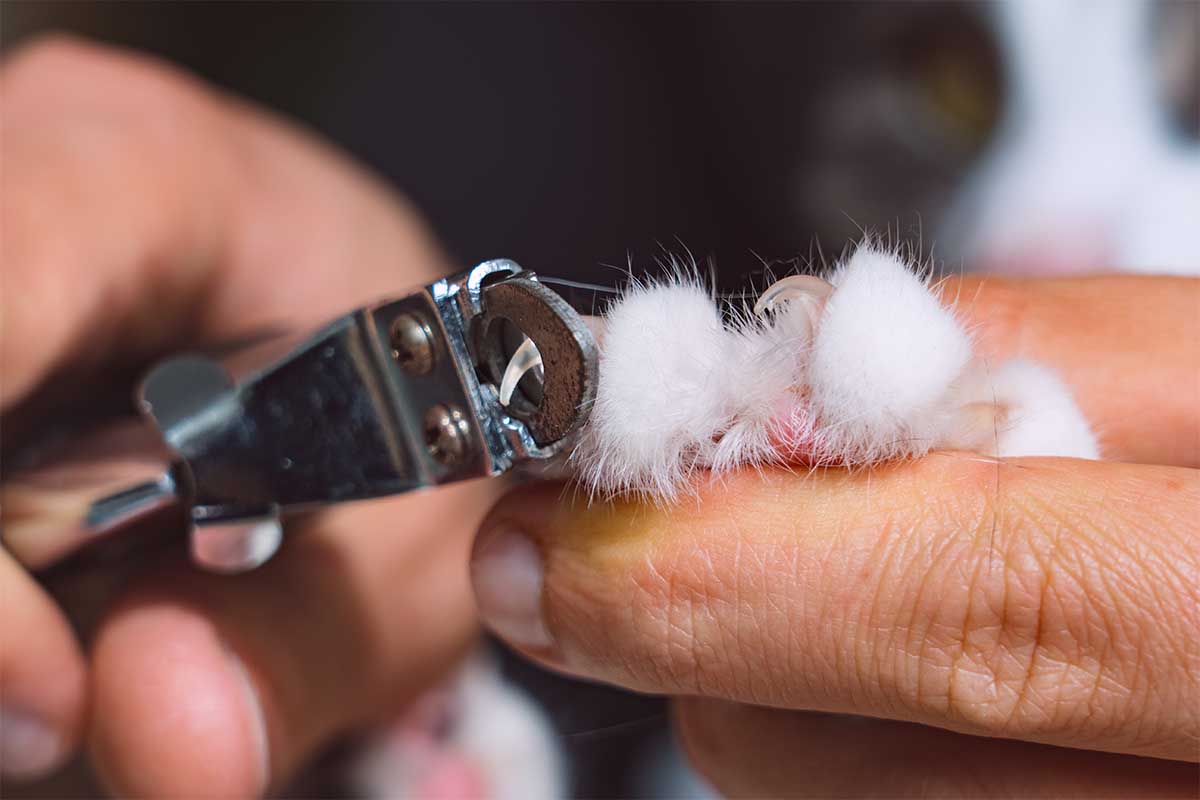 A close-up of a person trimming a cat’s claw with nail clippers, gently holding the cat’s furry paw.