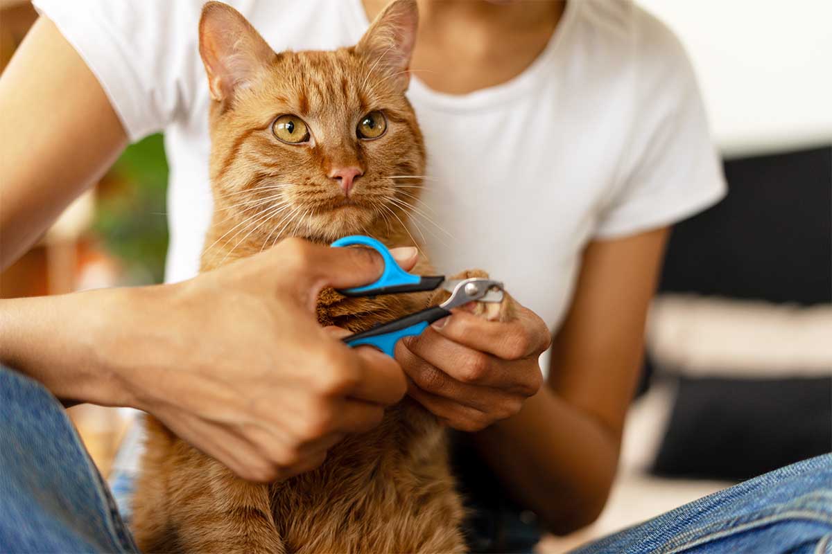 A person in a white shirt holds a ginger tabby cat and trims its claws with blue-handled nail clippers. The cat looks alert and calm while sitting on the person's lap.