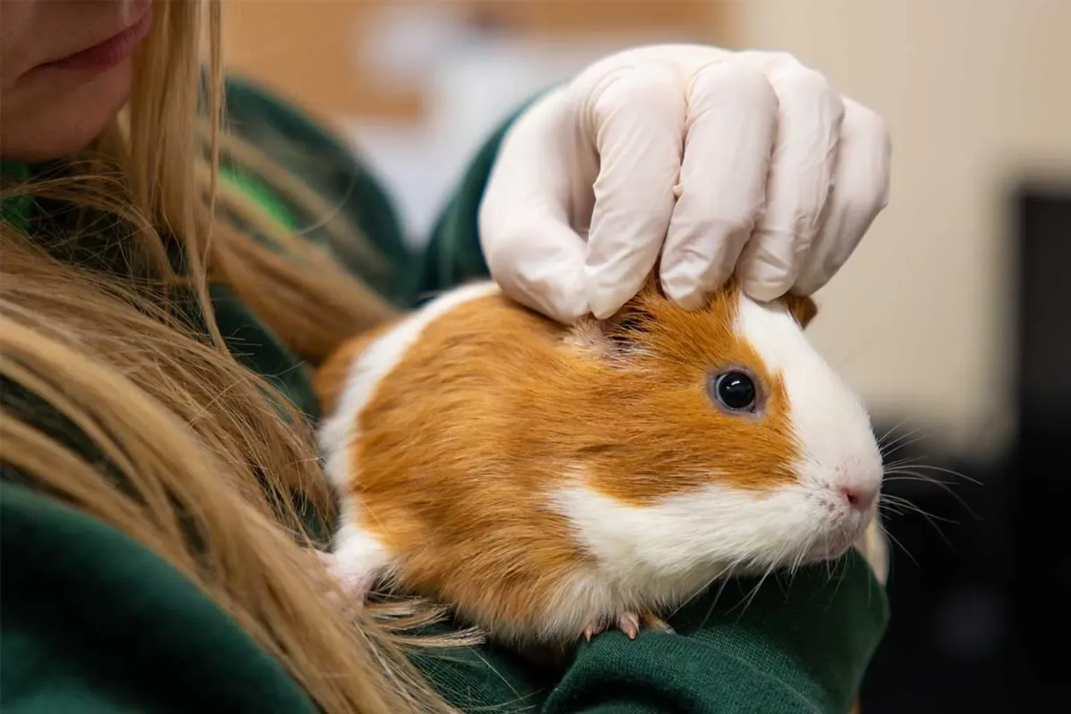 A person wearing a green jumper and white glove holds and gently strokes a brown and white guinea pig, comforting the animal.