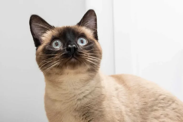 A Siamese cat with blue eyes and a cream-coloured coat looks up with a surprised expression against a light background.