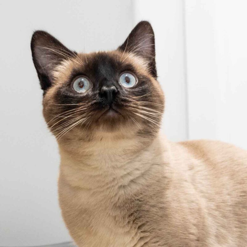 An applehead Siamese cat with blue eyes and dark markings on its face, ears, and nose looks up with a curious expression against a light background.