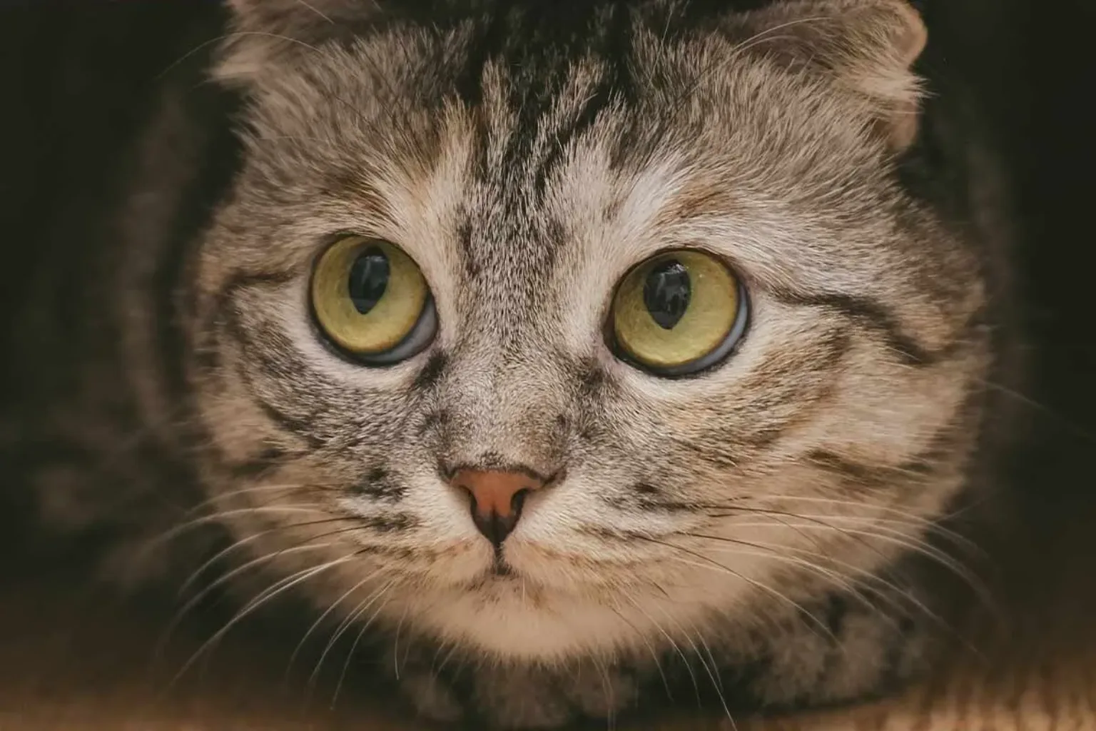 A grey tabby cat with wide green eyes is hiding under a piece of furniture, looking out cautiously. Its face is illuminated, and the background is dark.