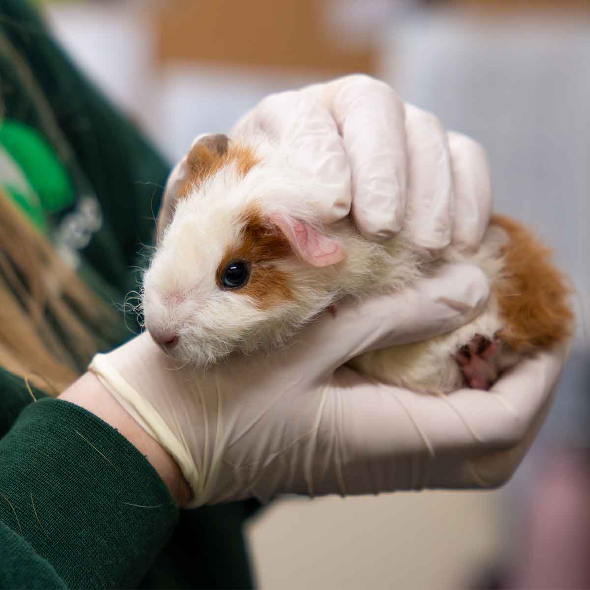 A person wearing white gloves gently holds a small, white and brown guinea pig.