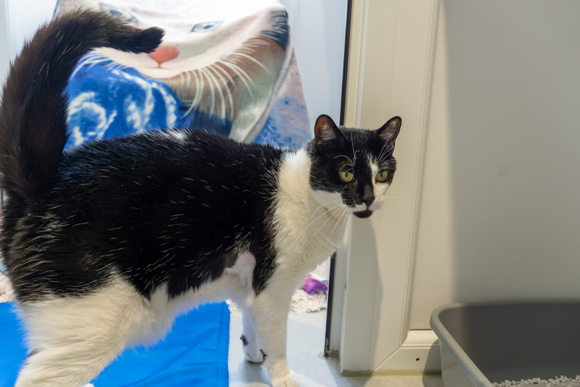 A black and white cat stands near a litter tray, looking sideways. In the background, there’s a blanket with an image of a cat’s face on it.