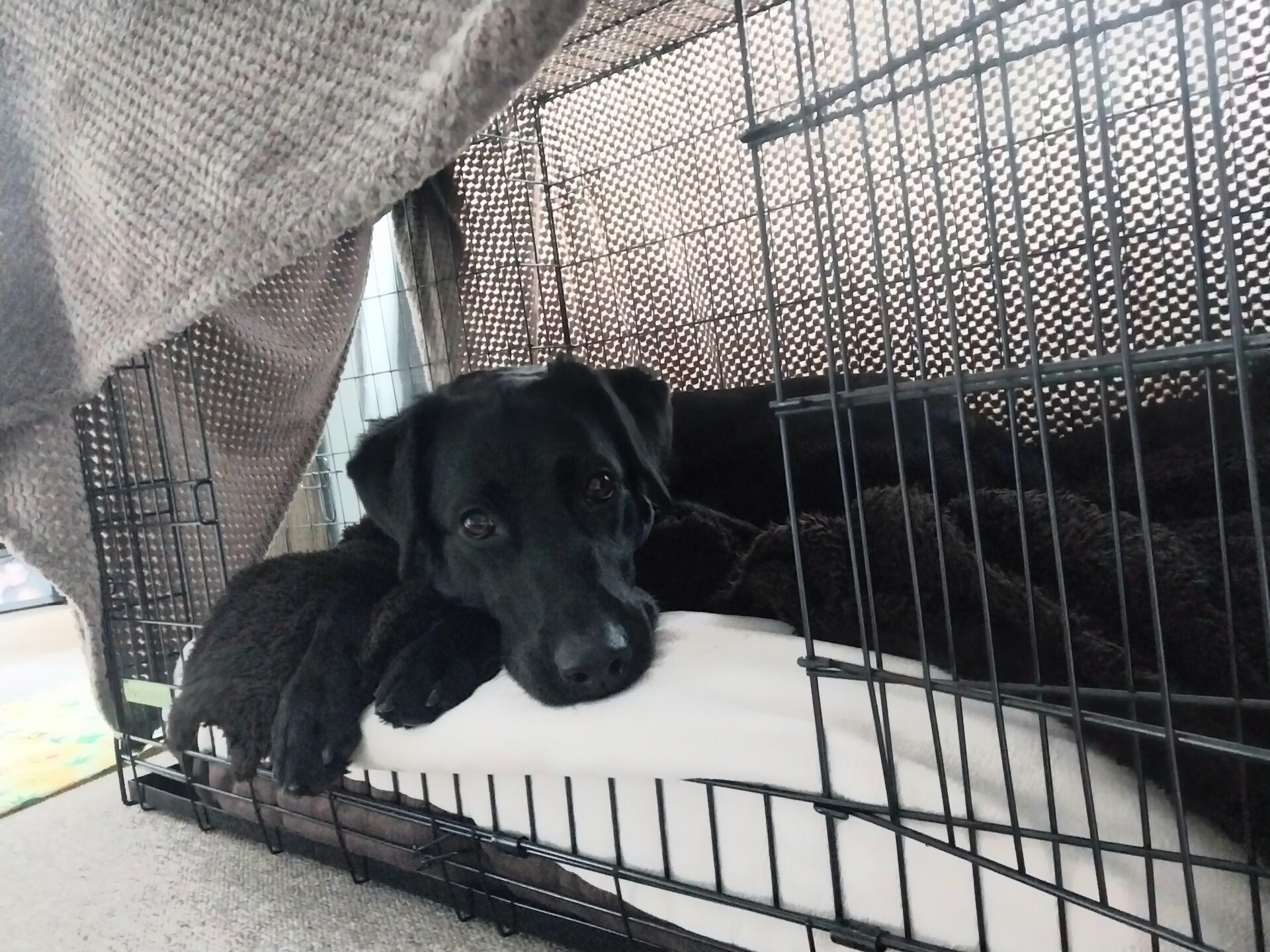 A black labrador cross german shepherd dog rests its head on its paws inside a wire crate, lying on a white cushion with a brown blanket. A grey blanket is draped over part of the crate, creating a cosy, tent-like space.