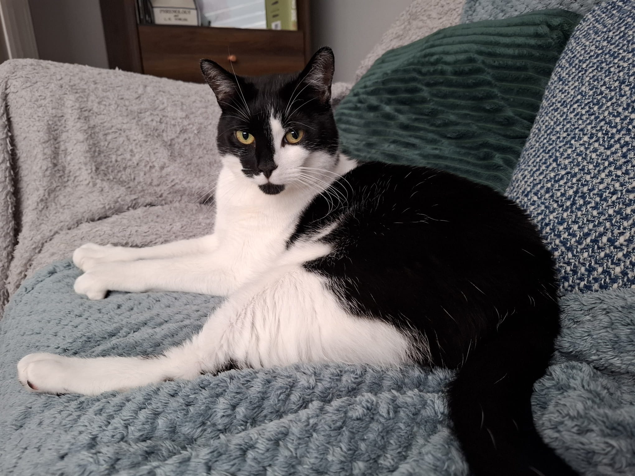 A black and white cat with yellow eyes lounges on a textured blue blanket on a sofa, looking directly at the camera. There are patterned cushions and a bookcase in the background.