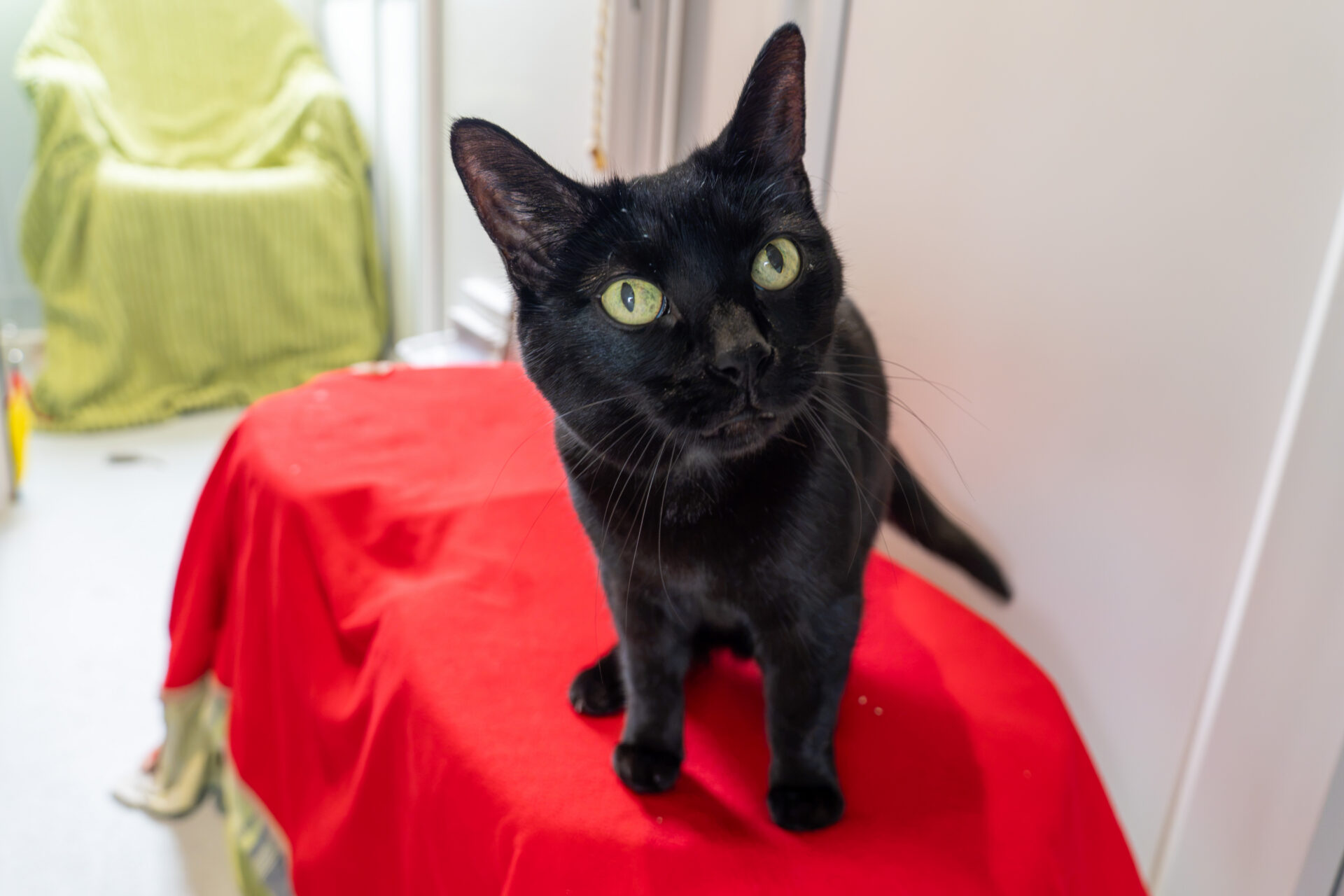 A black cat with green eyes stands on a surface covered with a red cloth, looking up. In the background, there is a green chair and a white wall.