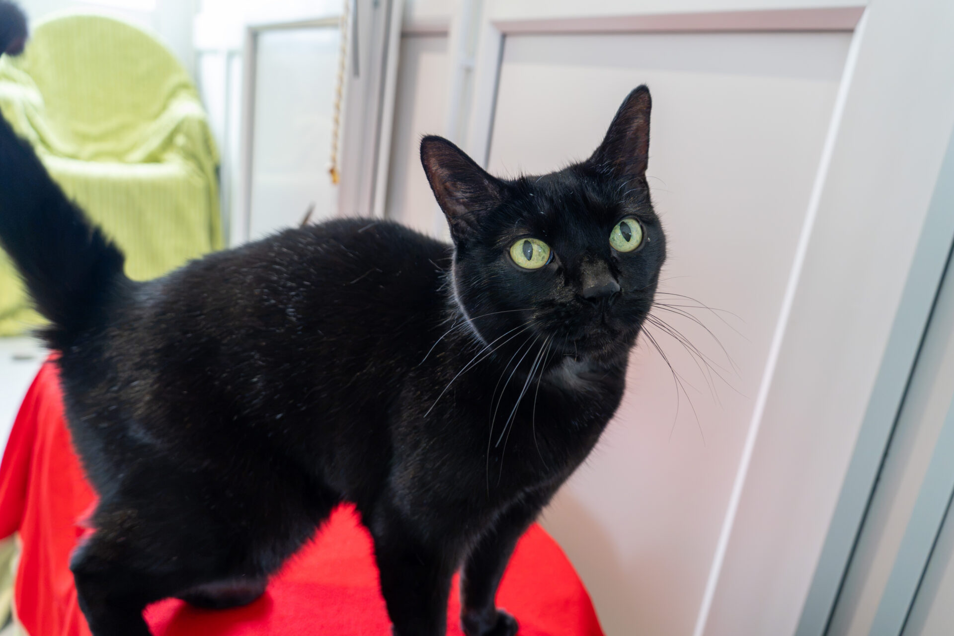 A black cat with green eyes stands on a red surface, looking slightly upwards. White furniture and a green chair are visible in the background.