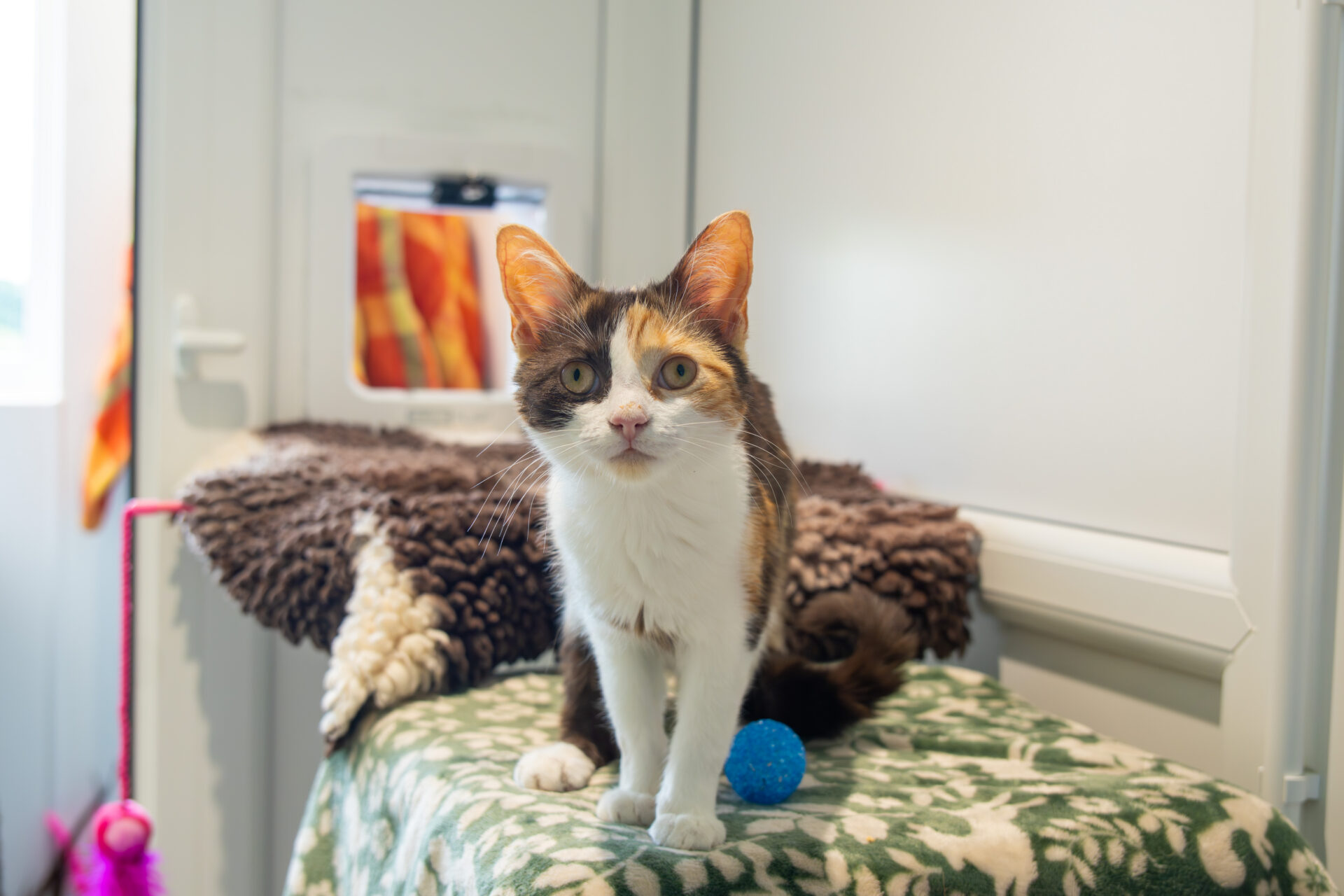 A tortoiseshell cat with large ears sits on a green patterned blanket next to a blue ball in a bright room, with a cat flap and cosy bedding in the background.