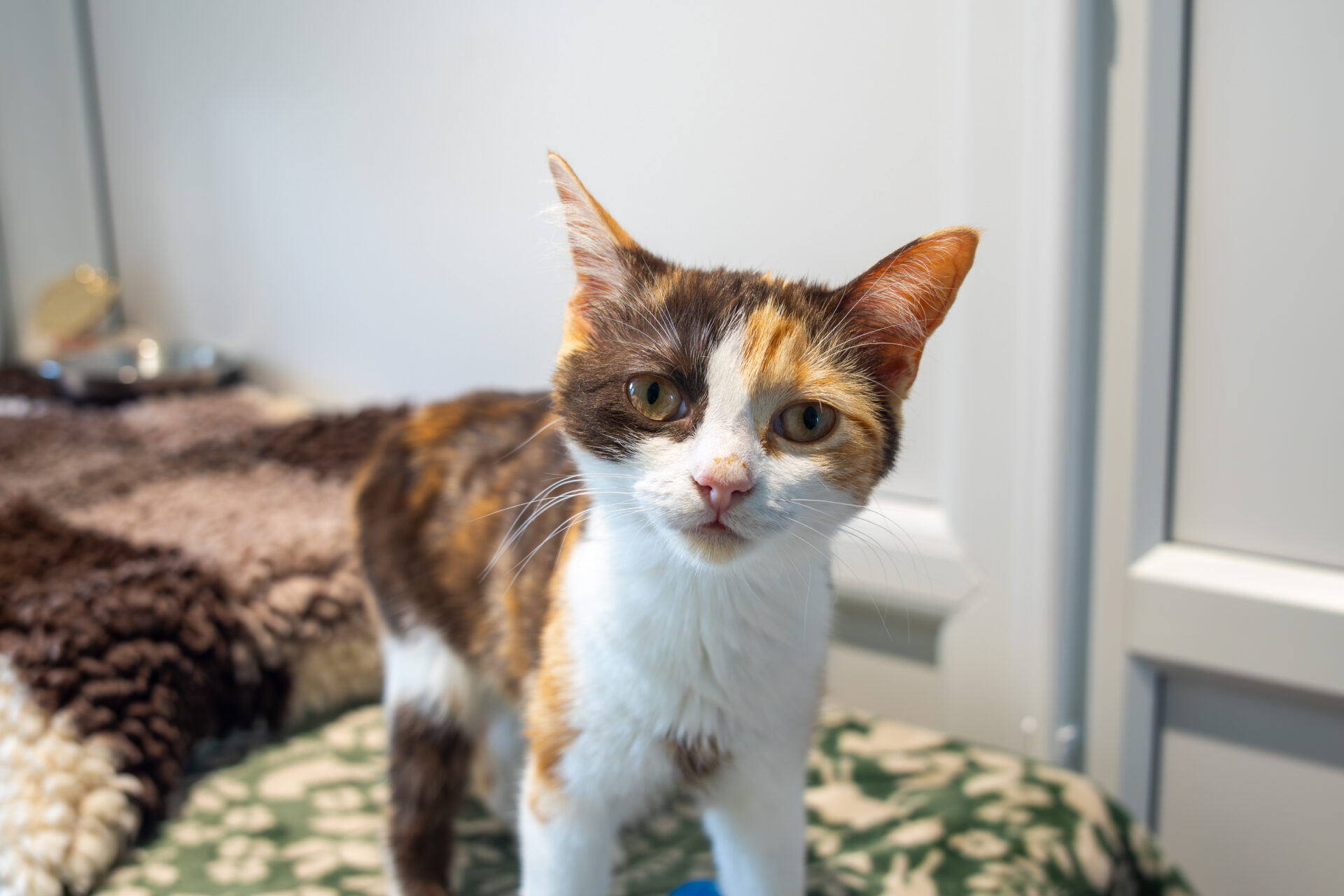 A tortoiseshell-and-white cat with orange, black, and white fur stands on a patterned green and white surface, looking directly at the camera with curious eyes.
